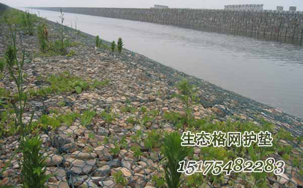 雷諾護墊